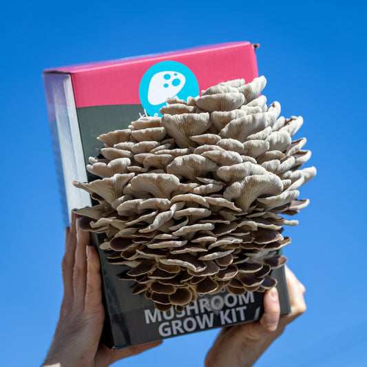 Phoenix Oyster Mushroom Grow Kit