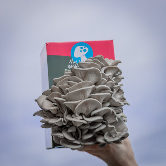 Blue Oyster Mushroom Grow Kit