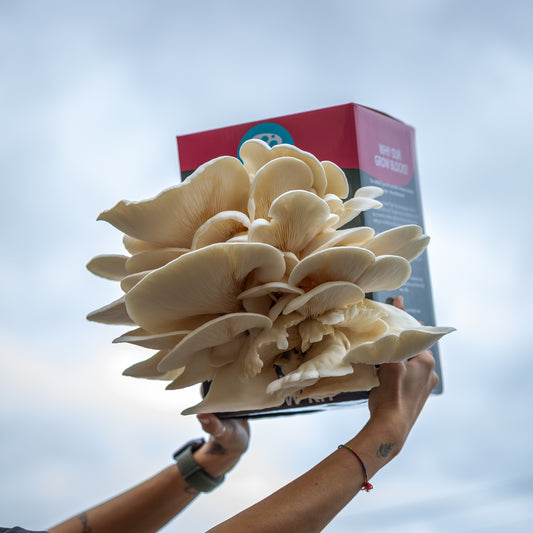White Oyster Mushroom Grow Kit