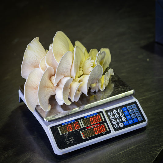 White Oyster Mushroom Grow Kit