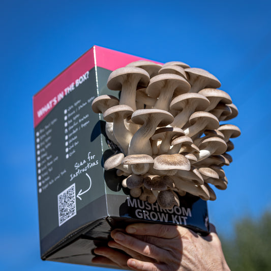 Shimofuri (Black Pearl) Mushroom Grow Kit