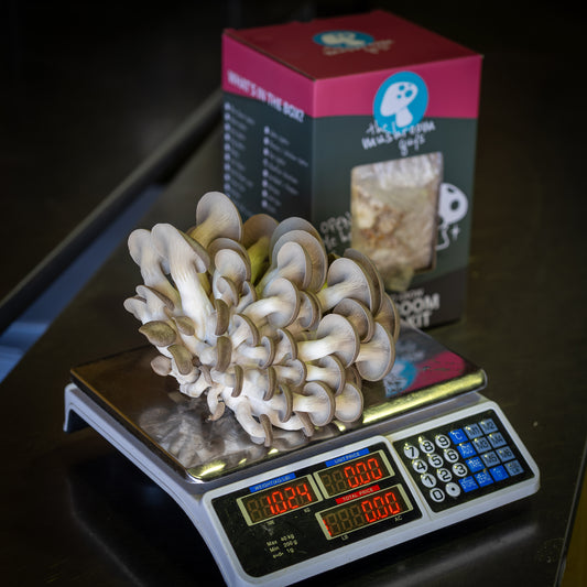 Shimofuri (Black Pearl) Mushroom Grow Kit