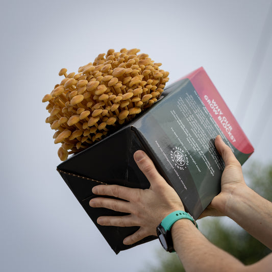 Golden Enoki Mushroom Grow Kit