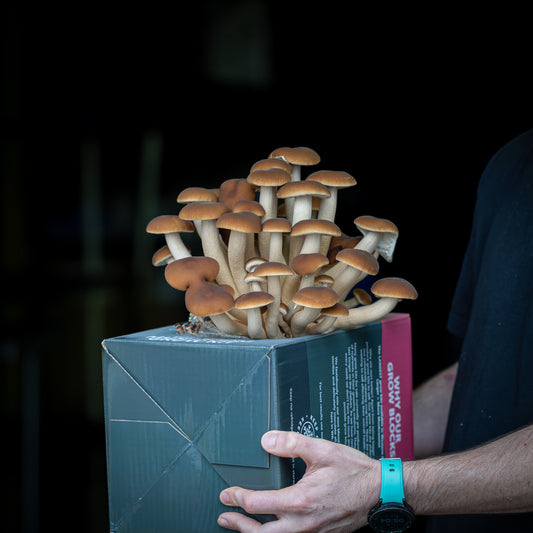 Swordbelt (Pioppino) Mushroom Grow Kit