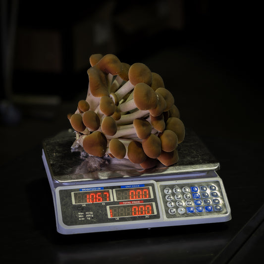 Swordbelt (Pioppino) Mushroom Grow Kit