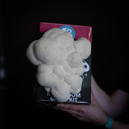 Lion's Mane Mushroom Grow Kit