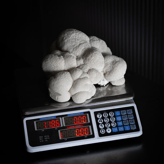 Lion's Mane Mushroom Grow Kit