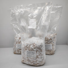 Phoenix Oyster Mushroom Grain Spawn