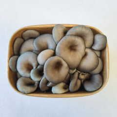 Blue Oyster Mushrooms – 150g Punnet