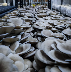 Blue Oyster Mushrooms – 150g Punnet