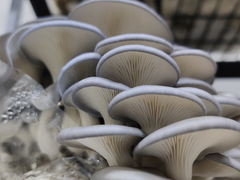 Blue Oyster Mushrooms – 150g Punnet
