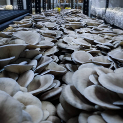 Blue Oyster Mushrooms – 1kg