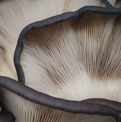 Blue Oyster Mushrooms – 1kg