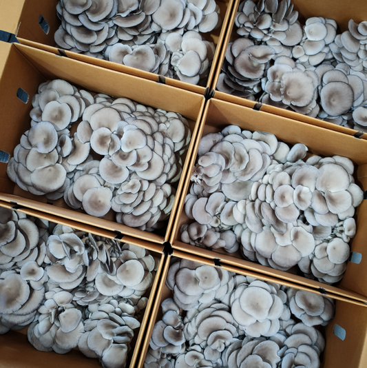 Blue Oyster Mushrooms – 1kg