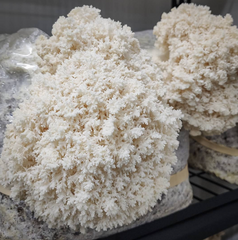 Coral Tooth Mushrooms – 150g Punnet