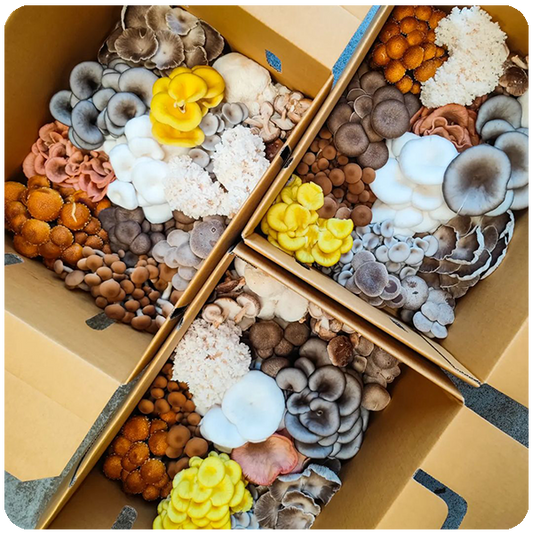 Premium Family Box 2kg
