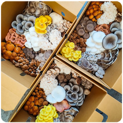 Premium Family Box 2kg