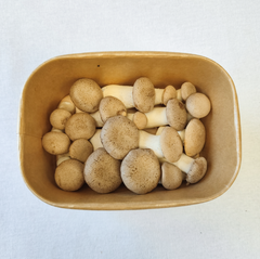 King Oyster Mushrooms (Smaller) – 150g Punnet