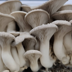 King Oyster Mushrooms (Smaller) – 150g Punnet