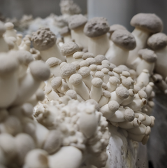 King Oyster Mushrooms (Smaller) – 150g Punnet