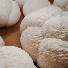 Lion’s Mane Mushrooms – 150g Punnet