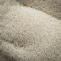 Lion’s Mane Mushrooms – 150g Punnet
