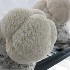 Lion’s Mane Mushrooms – 150g Punnet