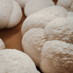 Lion's Mane – 1kg