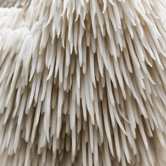 Lion's Mane – 1kg