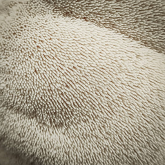 Lion's Mane – 1kg