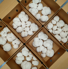Lion's Mane – 1kg
