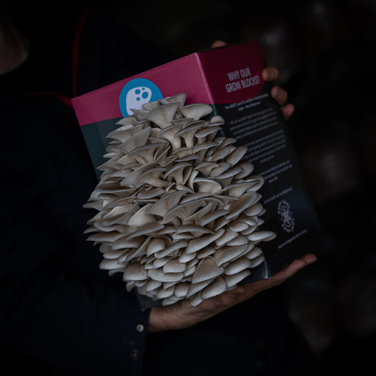 Grey Oyster Mushroom Grow Kit