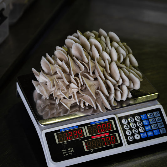 Grey Oyster Mushroom Grow Kit