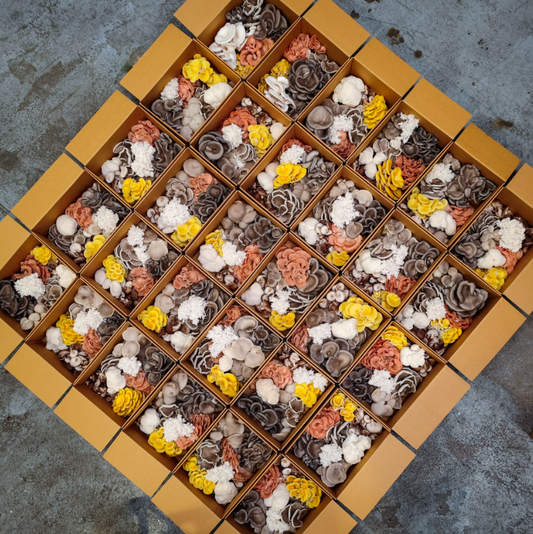 Mixed Mushroom Box 1Kg
