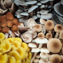 Mixed Mushroom Box 1Kg