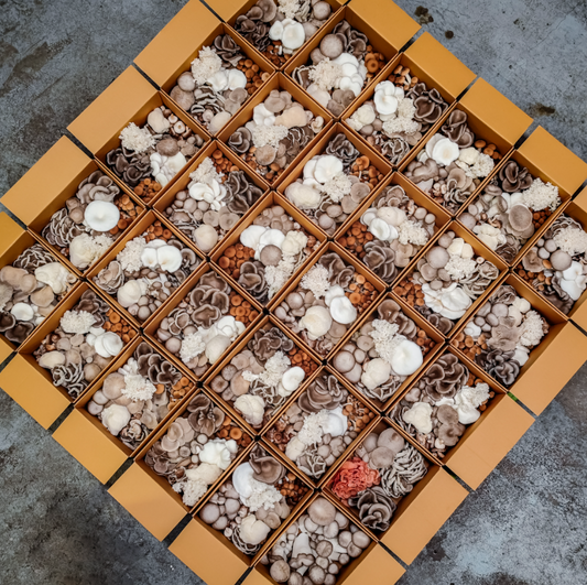 Mixed Mushroom Box 1Kg