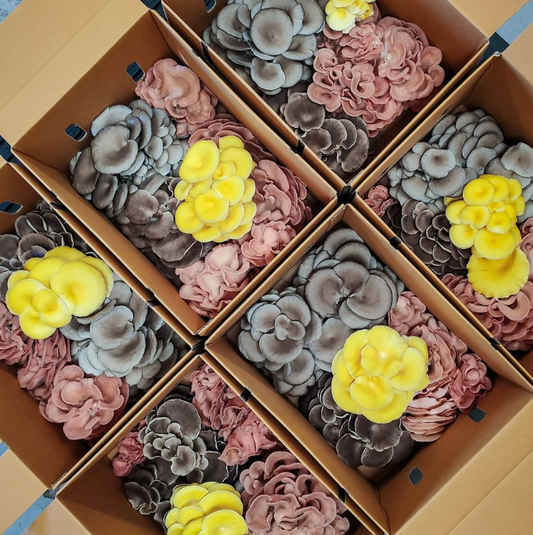 Oyster Mushroom Box