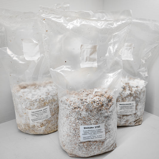 Shiitake Mushroom Spawn – 3782