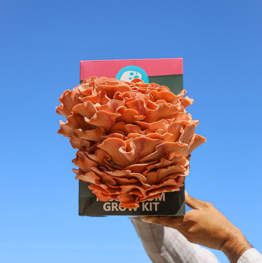 Pink Oyster Mushroom Grow Kit