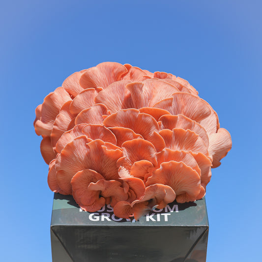 Pink Oyster Mushroom Grow Kit