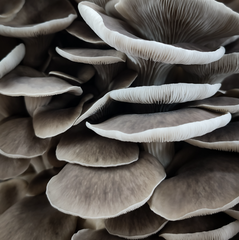 Phoenix Oyster Mushrooms 1Kg