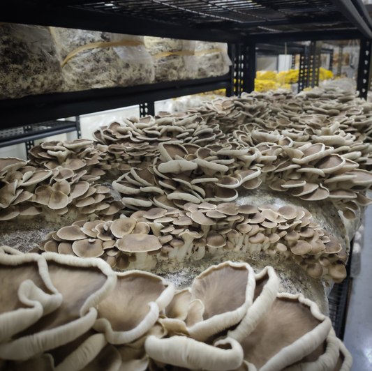 Phoenix Oyster Mushrooms 1Kg