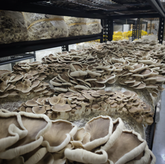 Phoenix Oyster Mushrooms – 150g Punnet