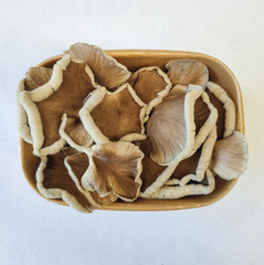 Phoenix Oyster Mushrooms – 150g Punnet