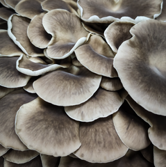 Phoenix Oyster Mushrooms – 150g Punnet