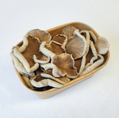 Phoenix Oyster Mushrooms – 150g Punnet