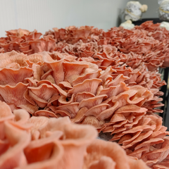 Pink Oyster Mushrooms – 1kg
