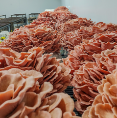Pink Oyster Mushrooms – 1kg