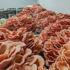 Pink Oyster Mushrooms – 150g Punnet