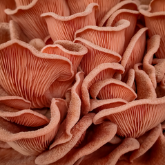 Pink Oyster Mushrooms – 150g Punnet